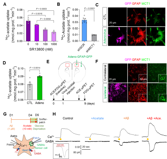 Augmentation of acetate uptake, mediated by MCT1, facilitates Aβ-induced GABA release in reactive astrocyte. A. Blockade effect of MCT1 inhibitor on 14C-acetate uptake in primary cultured astrocytes. B. Blockade effect of Mct1 gene-silencing on 14C-acetate uptake in primary cultured astrocytes. C. Representative images displaying GFAP and MCT1 expressions in primary cultured astrocytes 48 hours after adenovirus treatment. D. The adenovirus effect on 14C-acetate uptake. E. Schematic diagram of in vivo micro-PET imaging of adenovirus model. F. Representative images displaying GFAP and MCT1 expressions in adenovirus model. G. Schematic diagram of sniffer patch to record GABA current. H. Representative traces of Ca2+ signal (top) and GABA current (bottom). Image Credit: Institute for Basic Science