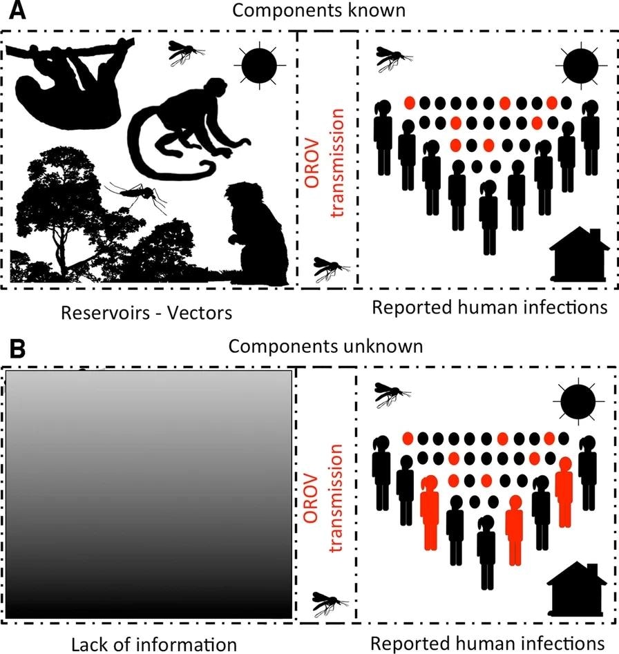 Schematic representation of component or black box-based strategies for infectious disease species distribution modeling. In well-known systems, disease models should aim to model each component driving the life cycle of the pathogen to better characterize its distribution (A). However, for Oropouche virus (OROV), there are multiple gaps in knowledge to actually make assumptions about its sylvatic cycle, specifically, reservoirs and vectors driving epizootics are poorly represented in the scientific literature (B). For these cases, the presence of human outbreaks allows a black box modeling where we assume that detected human cases represent the manifestation of the entire virus cycle despite the unknowns surrounding its components. Silhouettes developed with Adobe Photoshop Elements