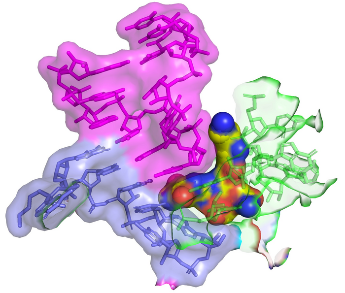 Streptothricin-F (yellow spheres) bound to the 16S rRNA (green) of the bacterial ribosome impinges on the decoding site where tRNA (purple) binds to the codon of the mRNA (blue). This interaction leads to translation infidelity (scrambled protein sequences), and the resulting death of the bacterial cell. The image was created by overlay of PDB 7UVX containing streptothricin-F (this manuscript) with PDB 7K00 containing mRNA and A-site tRNA (ref DOI: 10.7554/eLife.60482). Image Credit: James Kirby (CC-BY 4.0, https://creativecommons.org/licenses/by/4.0/); Zoe L Watson et al., 2023, eLife, CC-BY 4.0 (https://creativecommons.org/licenses/by/4.0/)