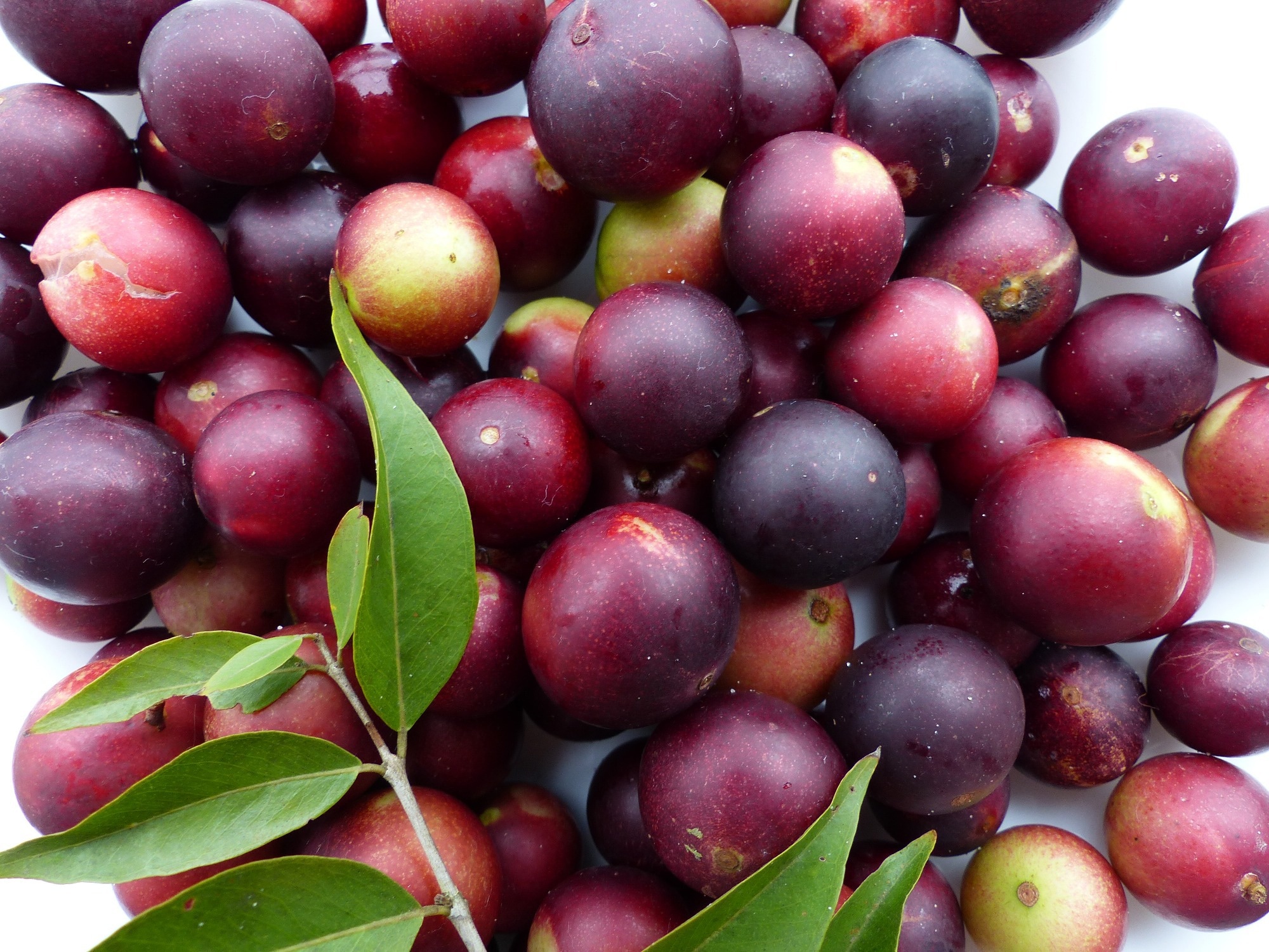 Study: Dietary flavanols restore hippocampal-dependent memory in older adults with lower diet quality and lower habitual flavanol consumption. Image Credit: guentermanaus/Shutterstock.com