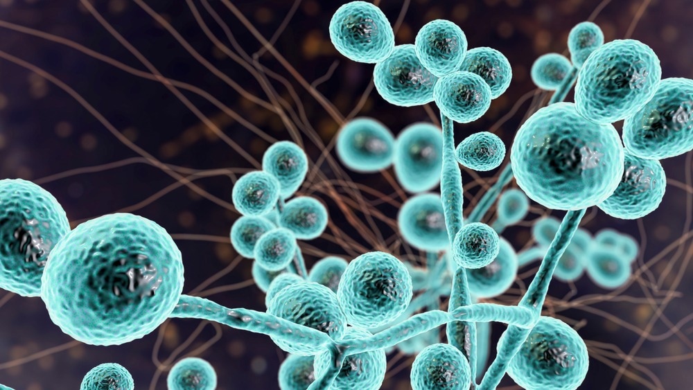 Study: Candida auris‒Associated Hospitalizations, United States, 2017–2022. Image Credit: Kateryna Kon/Shutterstock.com