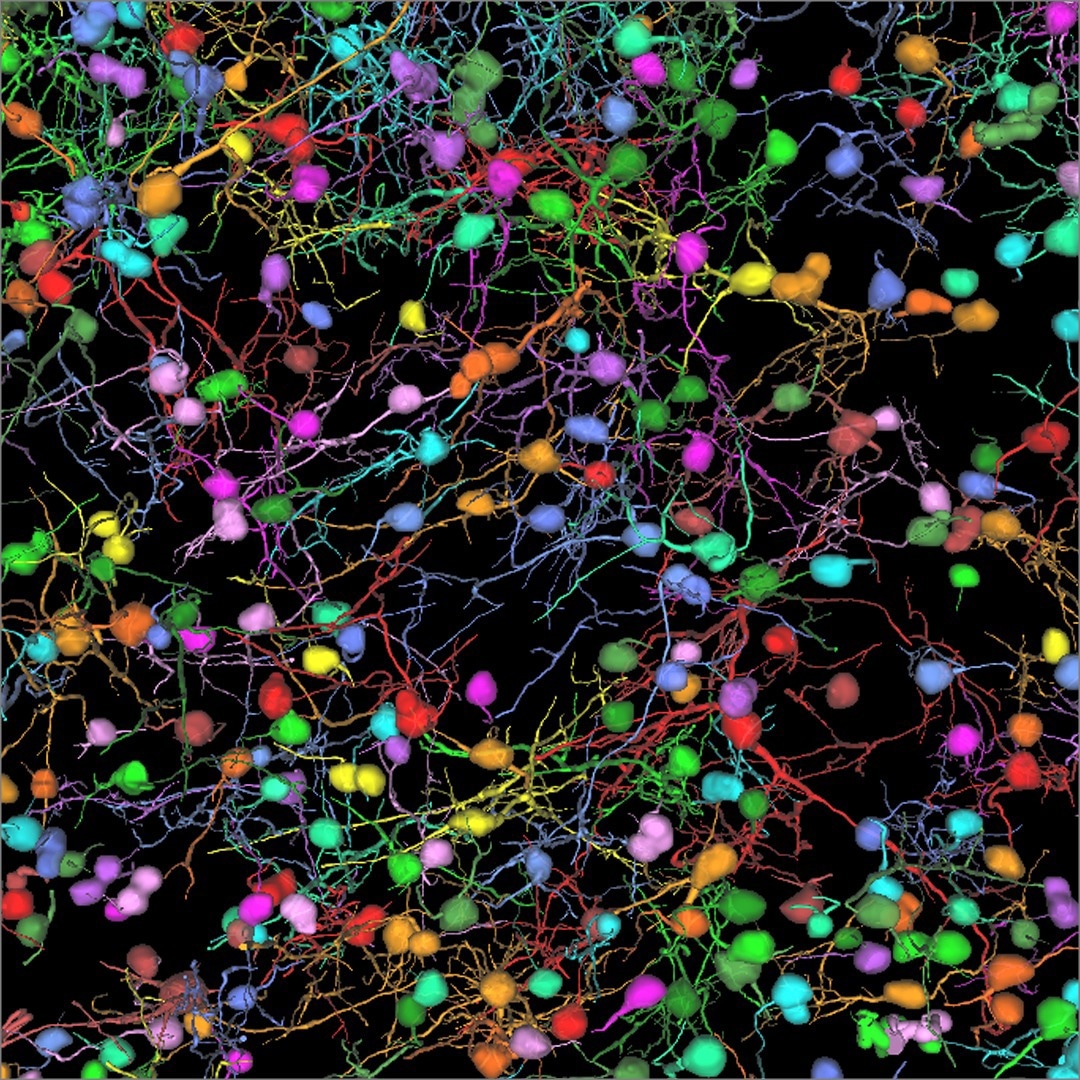 Scientists can study neuronal morphology by harnessing the power of AI with Aivia 12