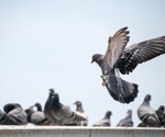 Pigeon virus causes fatal neurological disease in young leukemia patient