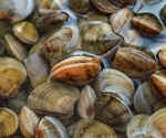 Naked clams – tomorrow's answer for a more sustainable food source?