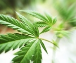 Genome study unveils genetic ties between cannabis use disorder and lung cancer risk