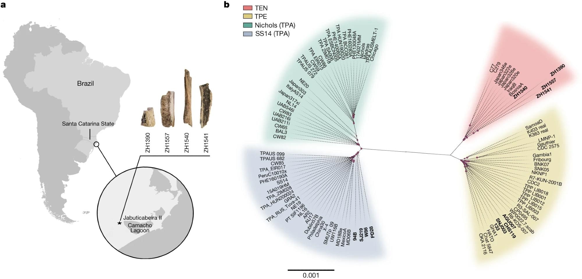a, A map showing the location of the Jabuticabeira II archaeological site on the south coast of Santa Catarina state, Brazil, and the samples ZH1390, ZH1540, ZH1541 and ZH1557, for which genomes were reconstructed. b, A maximum-likelihood phylogenetic tree of the modern and ancient T. pallidum strains using GTR + G + I as the evolutionary model and 1,000 bootstrap repetitions. All ancient genomes used in this study (newly reconstructed and previously published ancient genomes; see Supplementary Table 3) are marked in bold. Pink dots represent nodes with bootstrap values exceeding 70%. The scale bar is in units per substitutions per site.