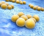 Researchers uncover how deadly MRSA pneumonia inhibits body's antimicrobial activity