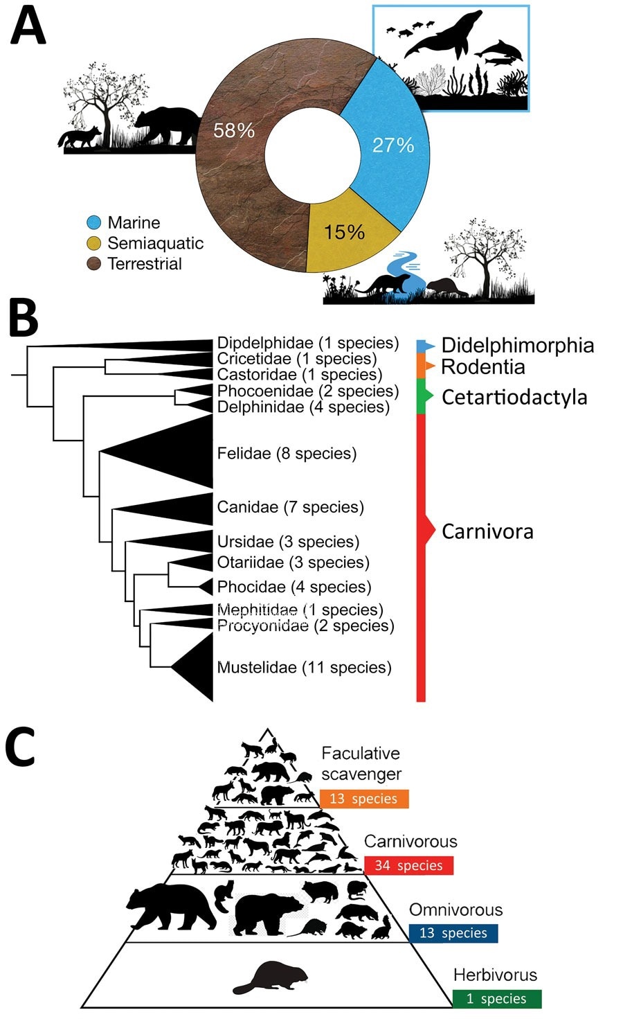 Characteristics of mammal species affected worldwide by highly pathogenic influenza virus A (H5N1) the current panzootic (2020–2023). A) Habitat of mammal species affected by H5N1. B) Phylogeny of mammal species affected (tree constructed using iTOL version 5 following Letunic and Bork, from DNA sequence data available in Upham et al.). C) Trophic level (facultative scavenger, carnivore, omnivore, or herbivore) of mammal species affected worldwide by H5N1. Some of the omnivorous and carnivorous mammals included in the pyramid (n = 13) also consume carrion; thus, they are also considered to be facultative scavengers and are incorporated in the upper part of the pyramid.