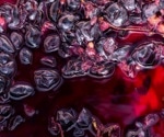 Turning wine waste into wellness: Grape pomace's journey from by-product to superfood