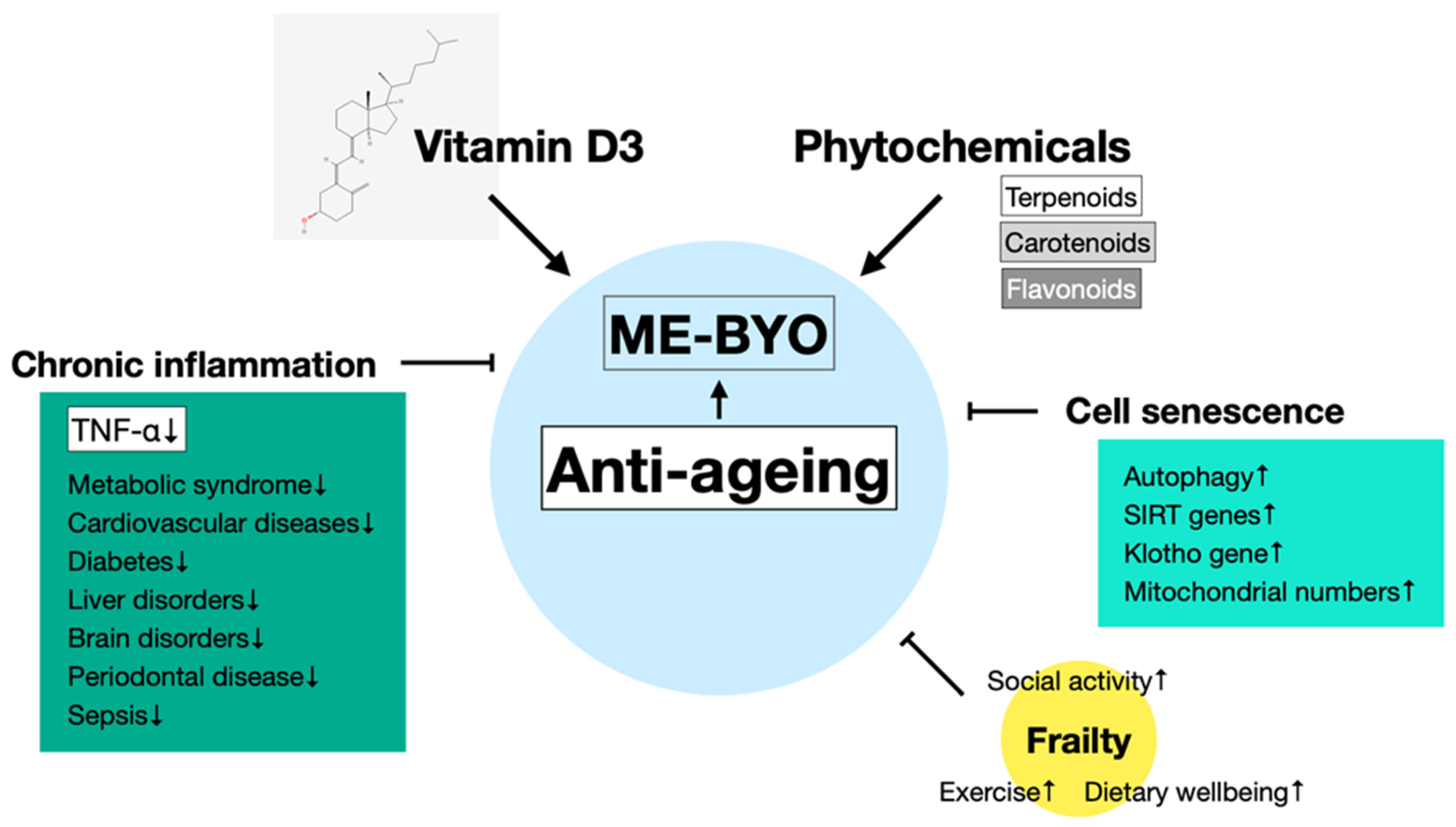 Schematic representation of anti-aging effects of vitamin D3 and phytochemicals. Vitamin D3 and phytochemicals suppress not only frailty, a bone-related illness associated with aging but also senescence of cells and chronic inflammation and reduce the risk of related diseases. These effects manifest anti-aging effects through the prevention of “ME-BYO” (a non-disease condition) and participation in healthy longevity.