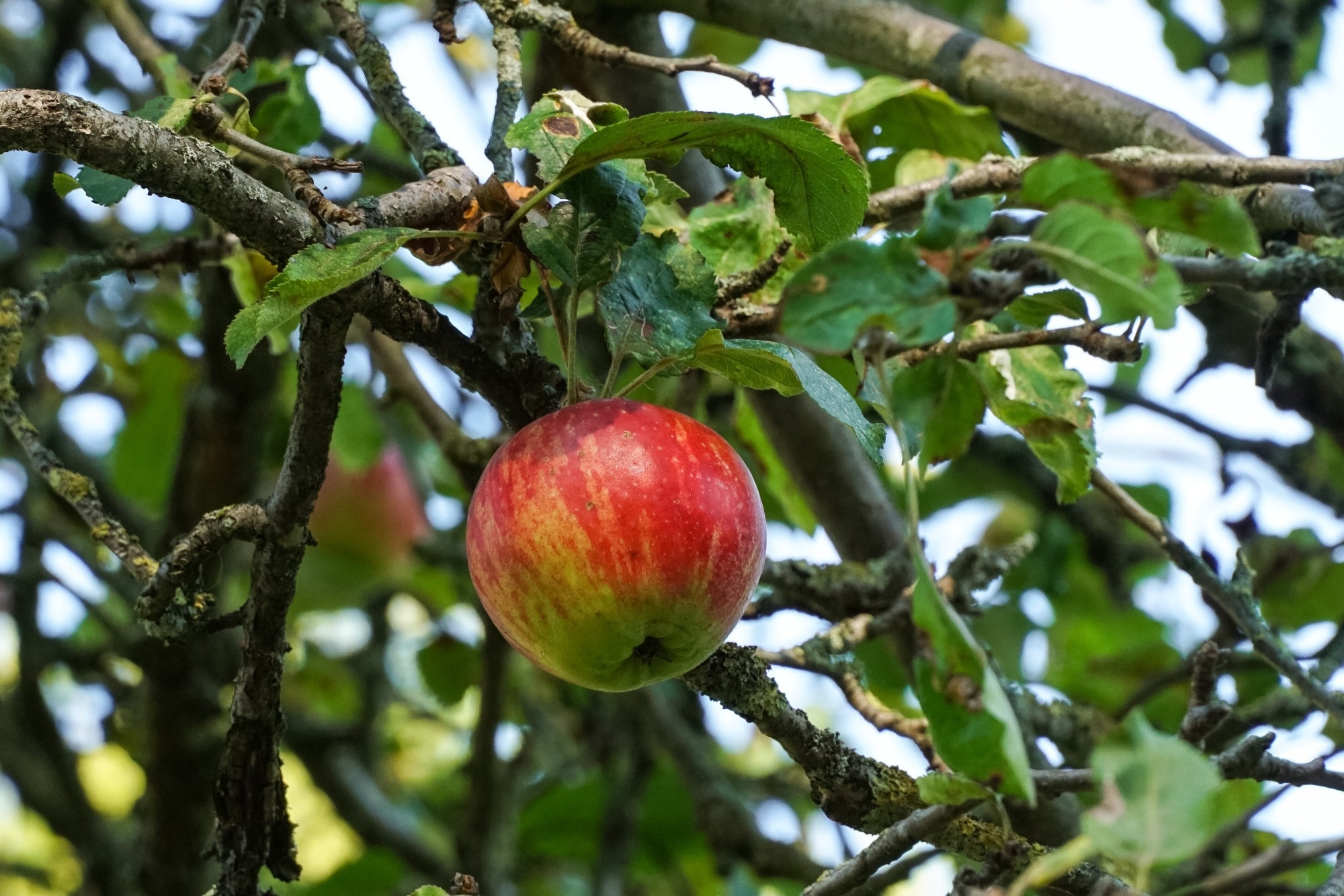 Study: Polyphenol-Rich Extract from ‘Limoncella’ Apple Variety Ameliorates Dinitrobenzene Sulfonic Acid-Induced Colitis and Linked Liver Damage. Image Credit: Marcin Rogozinski / Shutterstock