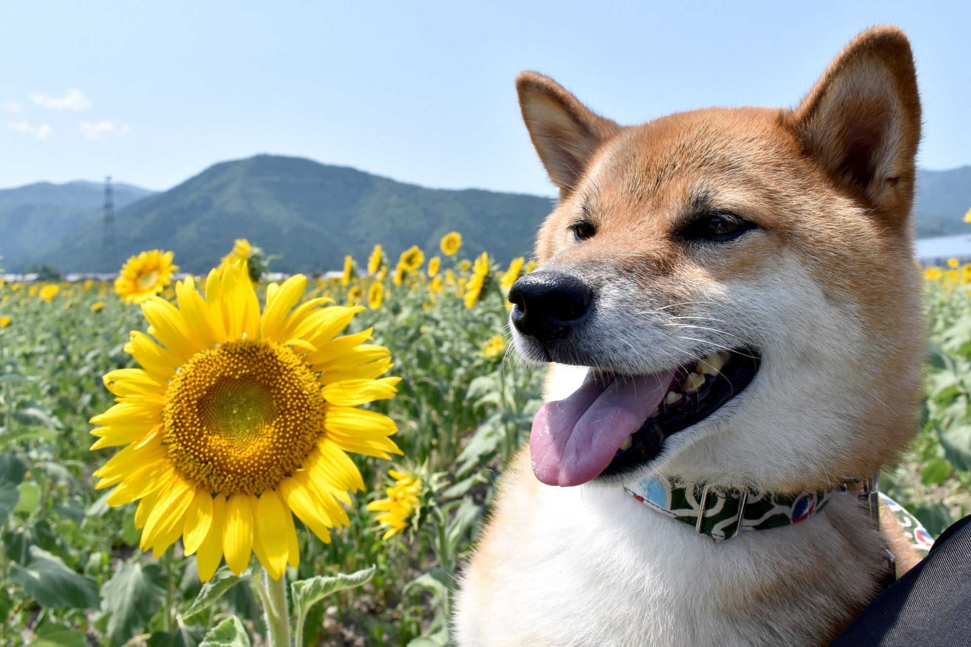 Study: Longevity of companion dog breeds: those at risk from early death. Image Credit: MitchyPQ / Shutterstock