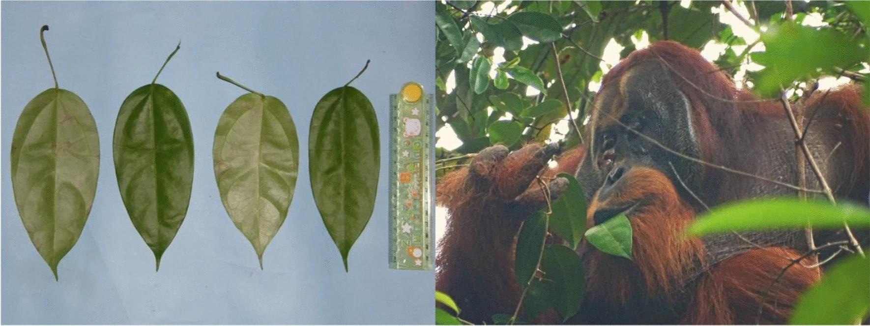 Left: Pictures of Fibraurea tinctoria leaves. The length of the leaves is between 15 to 17 cm. Right: Rakus feeding on Fibraurea tinctoria leaves (photo taken on June 26, the day after applying the plant mesh to the wound).