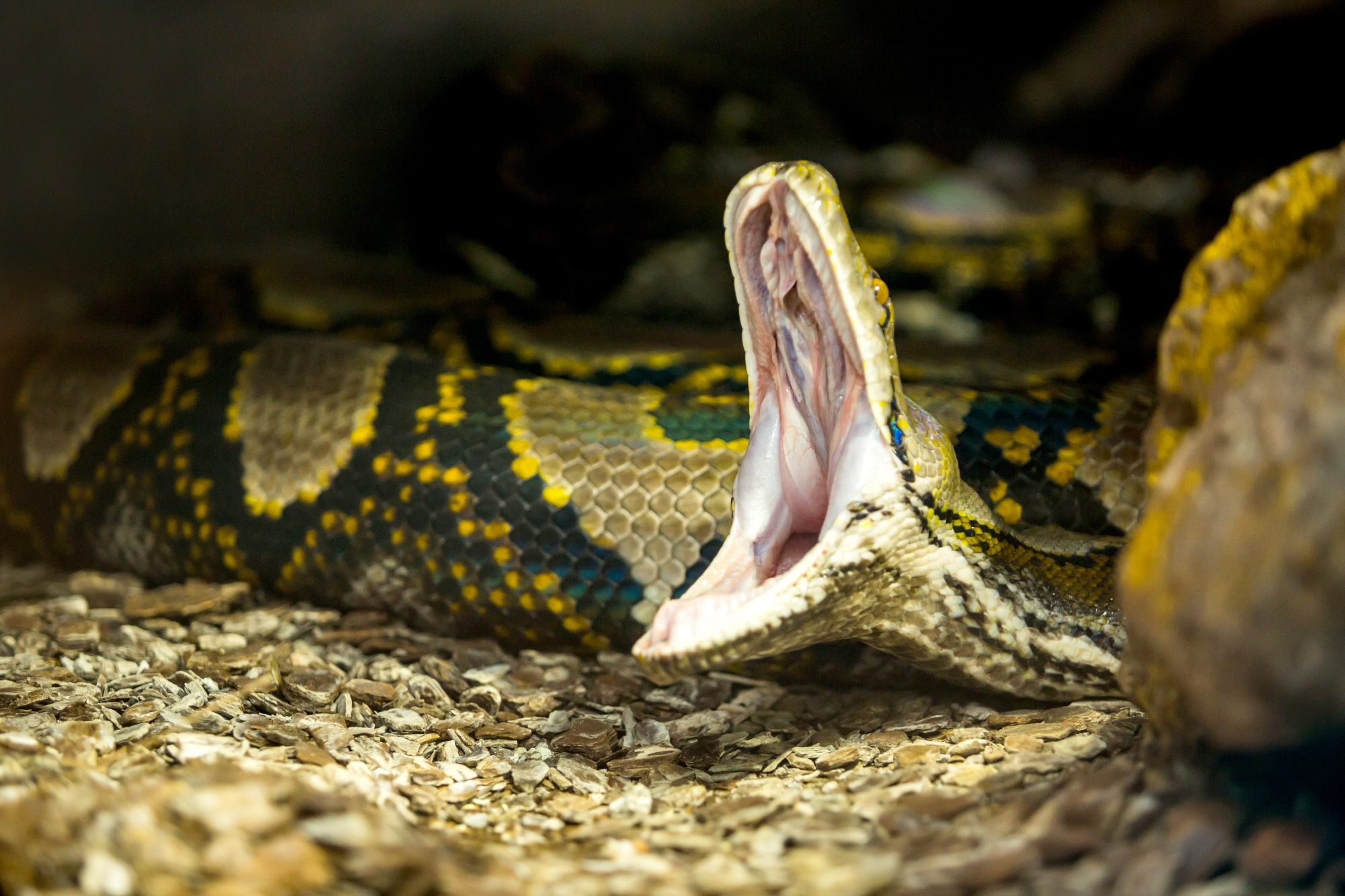 Study: Python farming as a flexible and efficient form of agricultural food security. Image Credit: Alejandro Camacho B / Shutterstock
