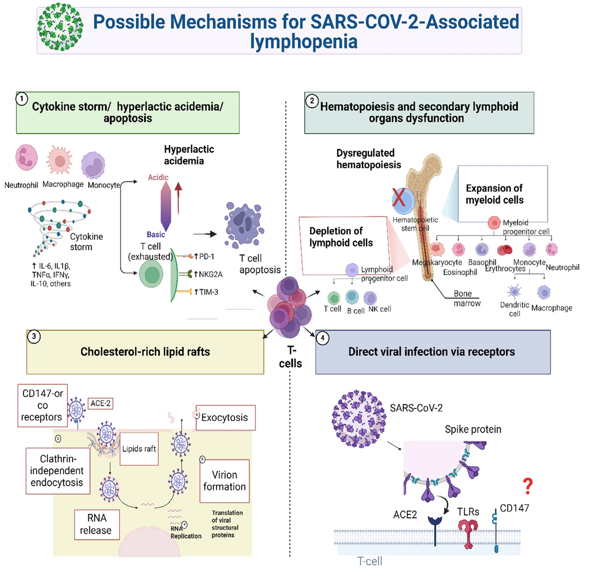Schematic representation of possible mechanisms of lymphopenia in SARS-CoV-2 viral infection. Study: SARS-CoV-2-associated lymphopenia: possible mechanisms and the role of CD147