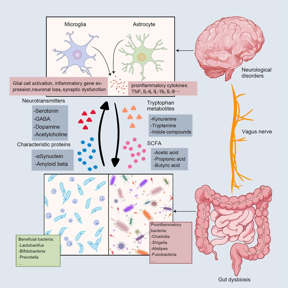 Bidirectional communication between the gut and the brain. The main communication pathways between microbes and the brain include neural pathways, immune pathways, and metabolic signals. Gut disorders send signals to the brain via the vagus nerve, and a decrease in beneficial bacteria and an increase in proinflammatory bacteria cause altered levels of microbial metabolites, including neurotransmitters, SCFA, and indole metabolites. The deposition of characteristic proteins in neurodegenerative diseases has also been associated with gut microbiota (Aβ in AD; αSyn in PD). These signals stimulate glial cells in the brain, the expression of proinflammatory genes, neuronal loss, synaptic dysfunction, and the rise of proinflammatory cytokines. Review: The gut microbiota–brain axis in neurological disorders