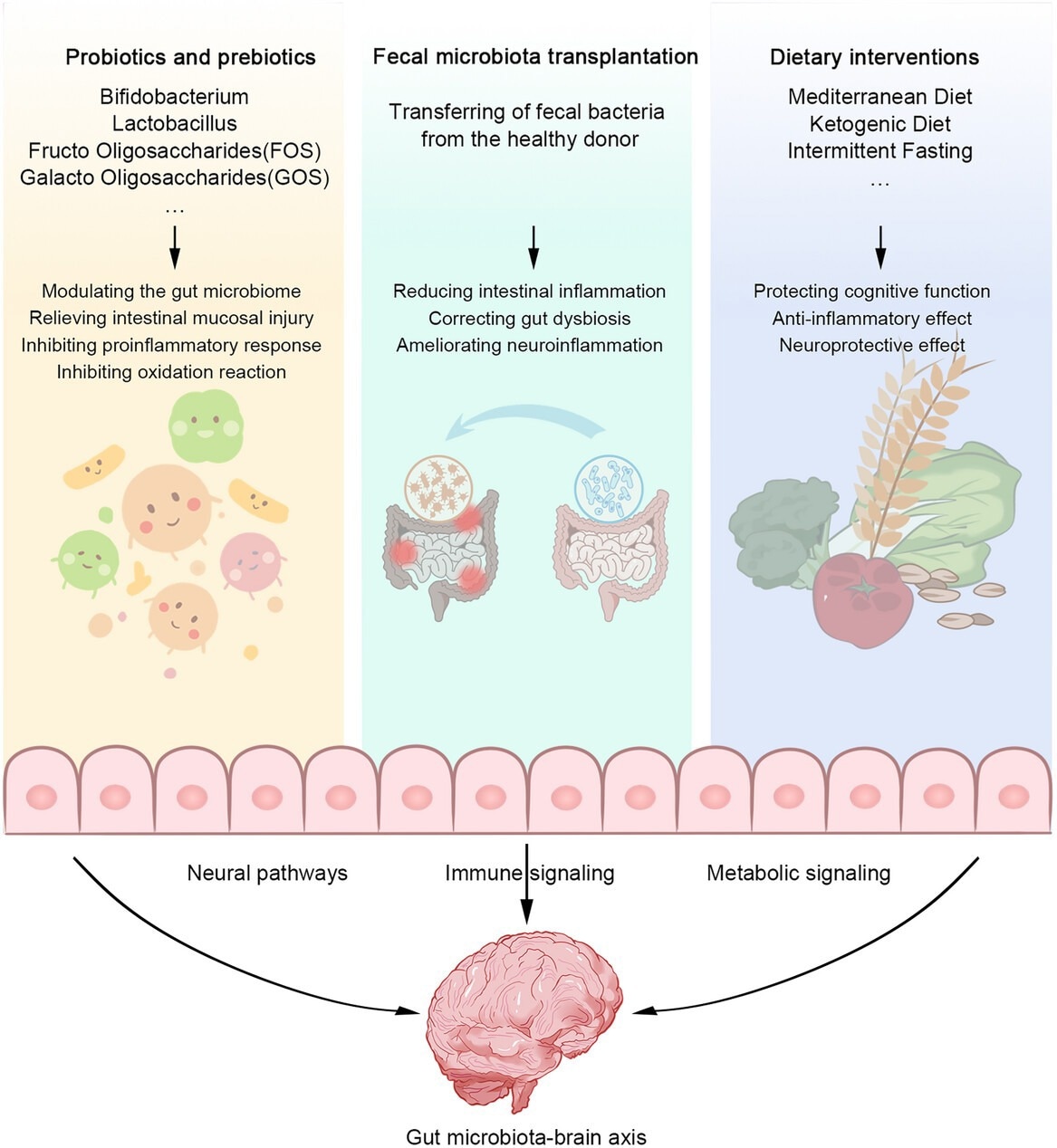 Therapeutic interventions to modulate the gut microbiota. Supplementation with probiotics and prebiotics (e.g., Bifidobacterium, Lactobacillus, FOS, GOS) regulates gut microbiota, reduces intestinal mucosal injury, inhibits proinflammatory response, and inhibits oxidative reaction. FMT reduces intestinal inflammation, corrects gut disorder, and ameliorates neuroinflammation. Dietary interventions (Mediterranean diet, ketogenic diet, and intermittent fasting) can protective cognitive function, anti-inflammatory effects, and neuroprotective effects. These therapeutic interventions act on the gut–brain axis through neural, immune, and metabolic signaling pathways to improve gut health and, in turn, neurological disorders progression.
