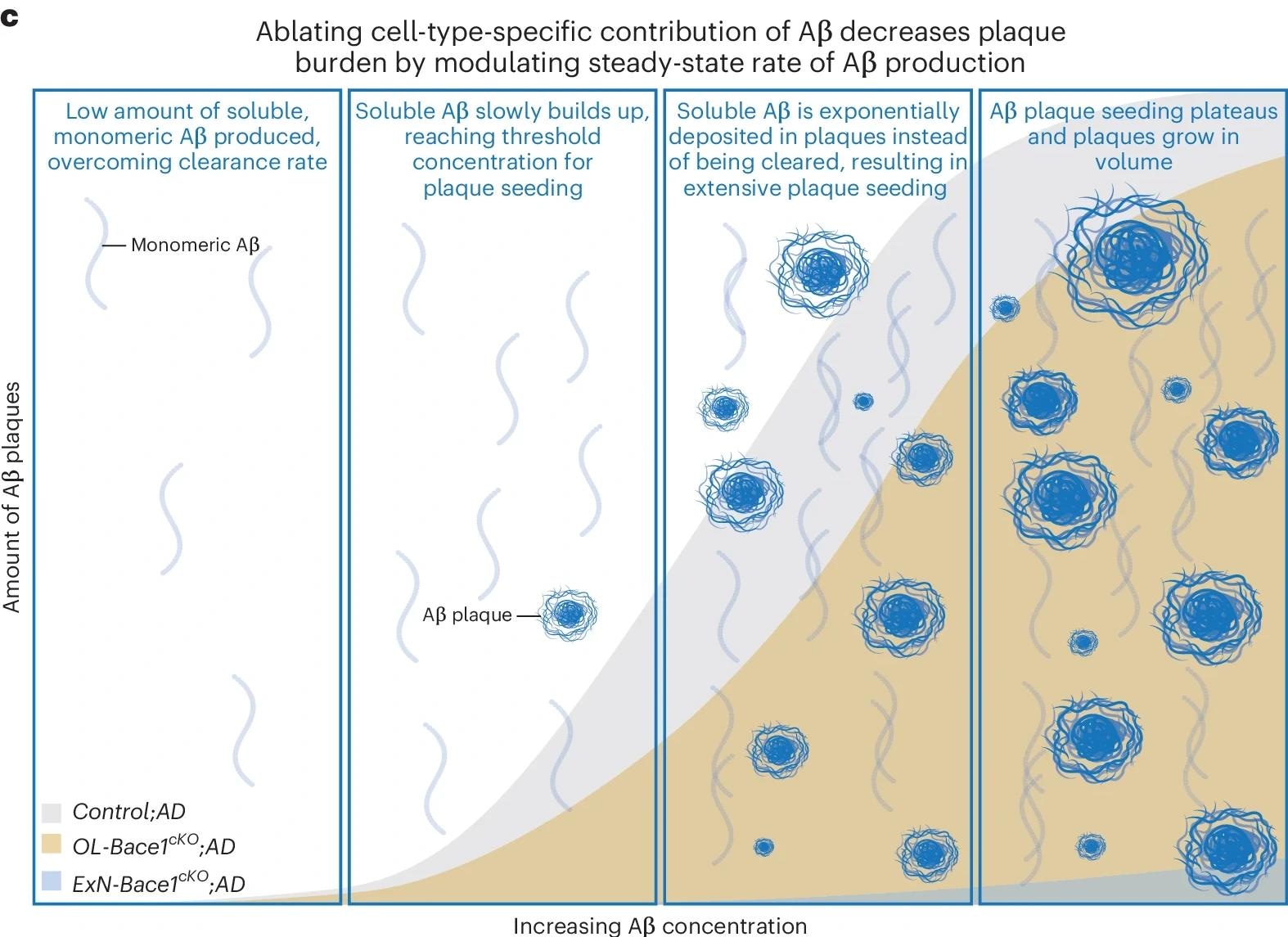 Working model of modulating cell-type-specific Aβ contributions. Selectively ablating Aβ from specific cell types results in steady-state rate change of Aβ production, causing exponentially slower plaque growth that follows a sigmoidal growth curve. ctrl, control; rel., relative.