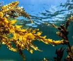 Seaweed extract shows promise in protecting neurons in Parkinson’s disease