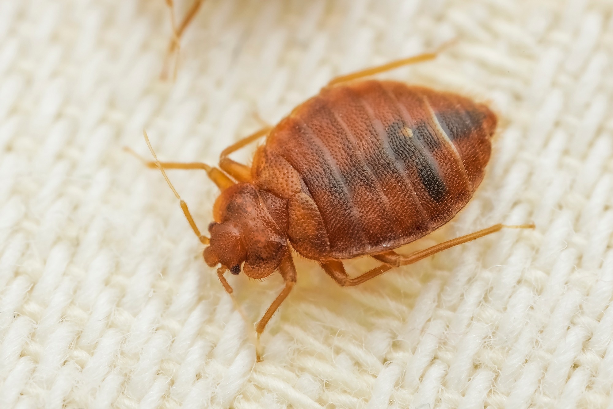 Review: Scabies, Bedbug, and Body Lice Infestations. Image Credit: Pavel Krasensky / Shutterstock