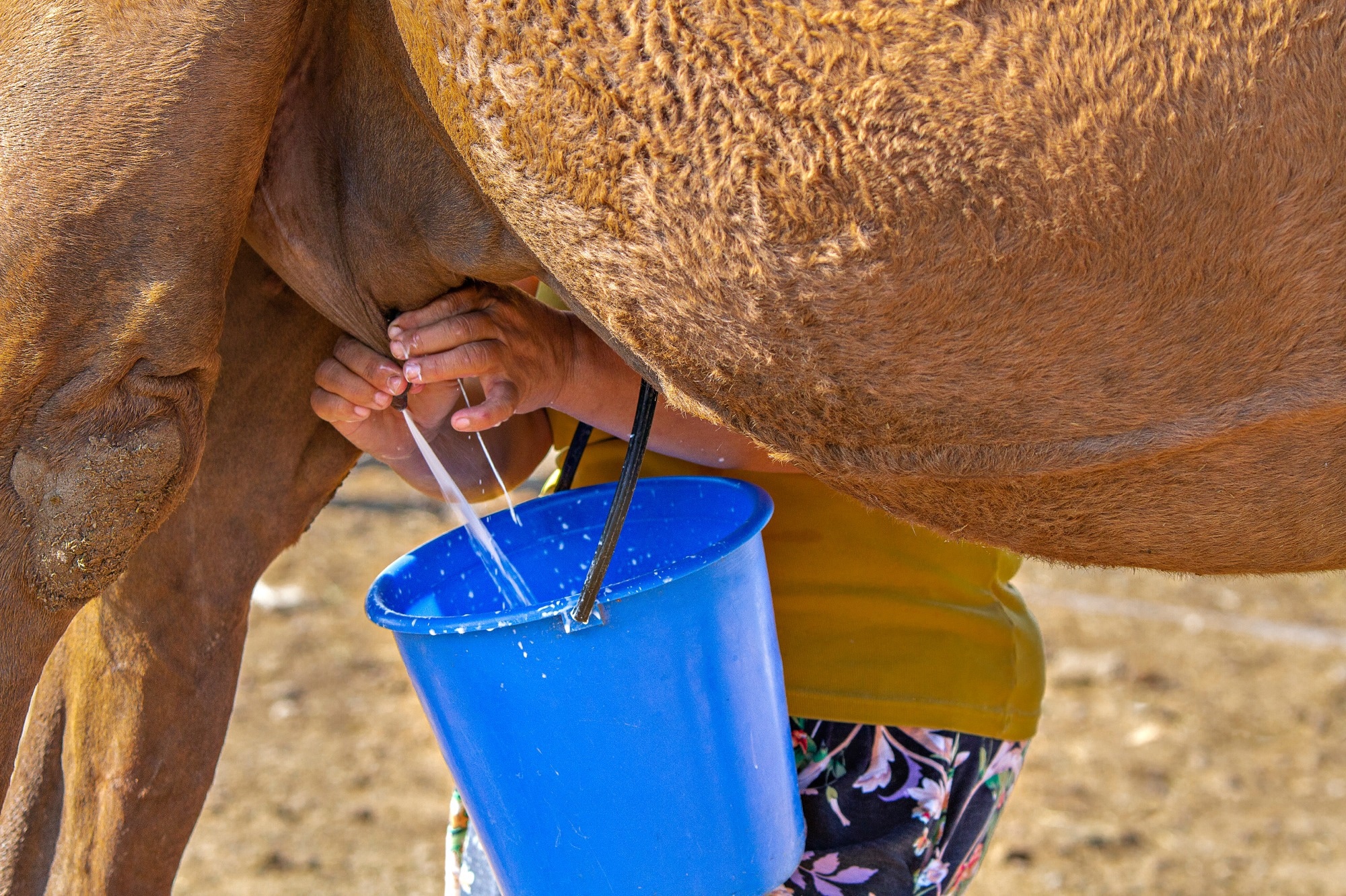 ​​​​​​​Study: Benefits of Camel Milk over Cow and Goat Milk for Infant and Adult Health in Fighting Chronic Diseases: A Review. Image Credit: MehmetO/Shutterstock.com