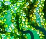 Could microalgae fermentation create the superfoods of the future?