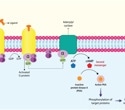 Advancing GPCR drug discovery with fragment screening using GCI technology