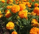 Marigold flowers: A potential new superfood