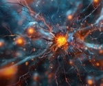 How immune cells and neurons secretly shape brain health, behavior, and disease