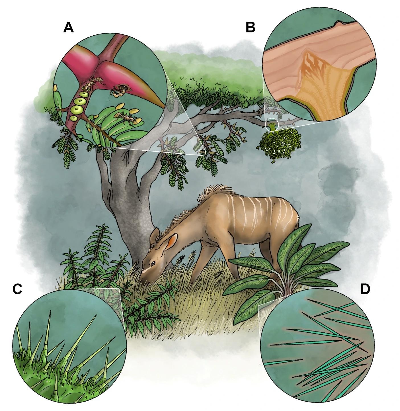 Four representative plant species showcasing proposed venom delivery systems. (A) Acacia (Vachellia) cornigera. Inset shows specializations for hosting colonies of symbiotic ants, including domatia (living quarters for the ants), extrafloral nectaries (nectar-producing glands), and Beltian bodies (providing food rich in lipids, sugars, and proteins and often red in color). The ants are venomous and protect the plant from herbivores, providing an effective defense analogous to that of facultatively venomous animals which co-opt the toxins of others. (B) Viscum album. Inset shows a cross-section of the specialized haustorium root structure invading the host plant’s vascular cambium. The haustorium secretes enzymes that degrade the protective bark layer and stimulate growth of new xylem tissue to connect with the parasite’s own vasculature. (C) Urtica dioica. Inset shows stinging trichomes, which comprise hollow, hypodermic needle-like structures which penetrate and break off in an animal’s skin upon physical contact, releasing irritating toxins. (D) Dieffenbachia sp. Inset portrays specialized calcium oxalate crystals (raphides) which penetrate the mucous membranes of animals that feed on the plant, causing irritation and potentially introducing proteolytic enzymes or pathogenic bacteria and fungi. Artwork: M. Benjamin Streit.