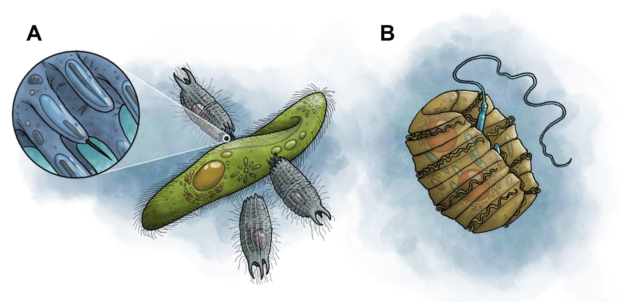 Two proposed venom delivery systems in unicellular eukaryotes. Both are offensive extrusomes that discharge their contents outside of the cell. (A) A group of ciliates (Coleps) attacking a Paramecium using venom. Inset shows the toxicysts, specialized organelles that penetrate the cell membrane of the target and deliver toxins. (B) The dinoflagellate Polykrikos displaying a discharged nematocyst, a harpoon-like organelle that potentially delivers venom into target prey and structurally resembles the nematocysts of venomous animals in the phylum Cnidaria (e.g., anemones, corals, jellyfishes). Artwork: M. Benjamin Streit.
