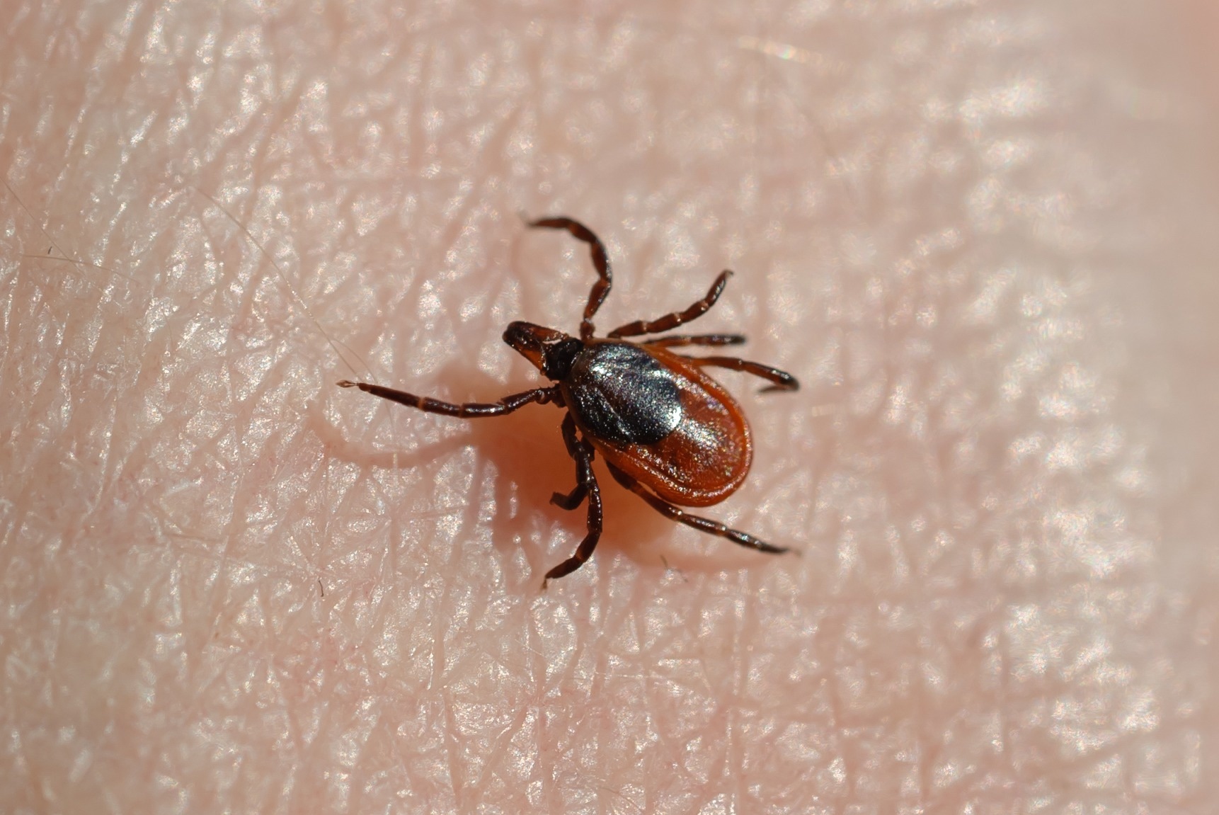 Dispatch: Alpha-Gal Syndrome after Ixodes scapularis Tick Bite and Statewide Surveillance, Maine, USA, 2014–2023. Image Credit: Aleksei Ruzhin / Shutterstock