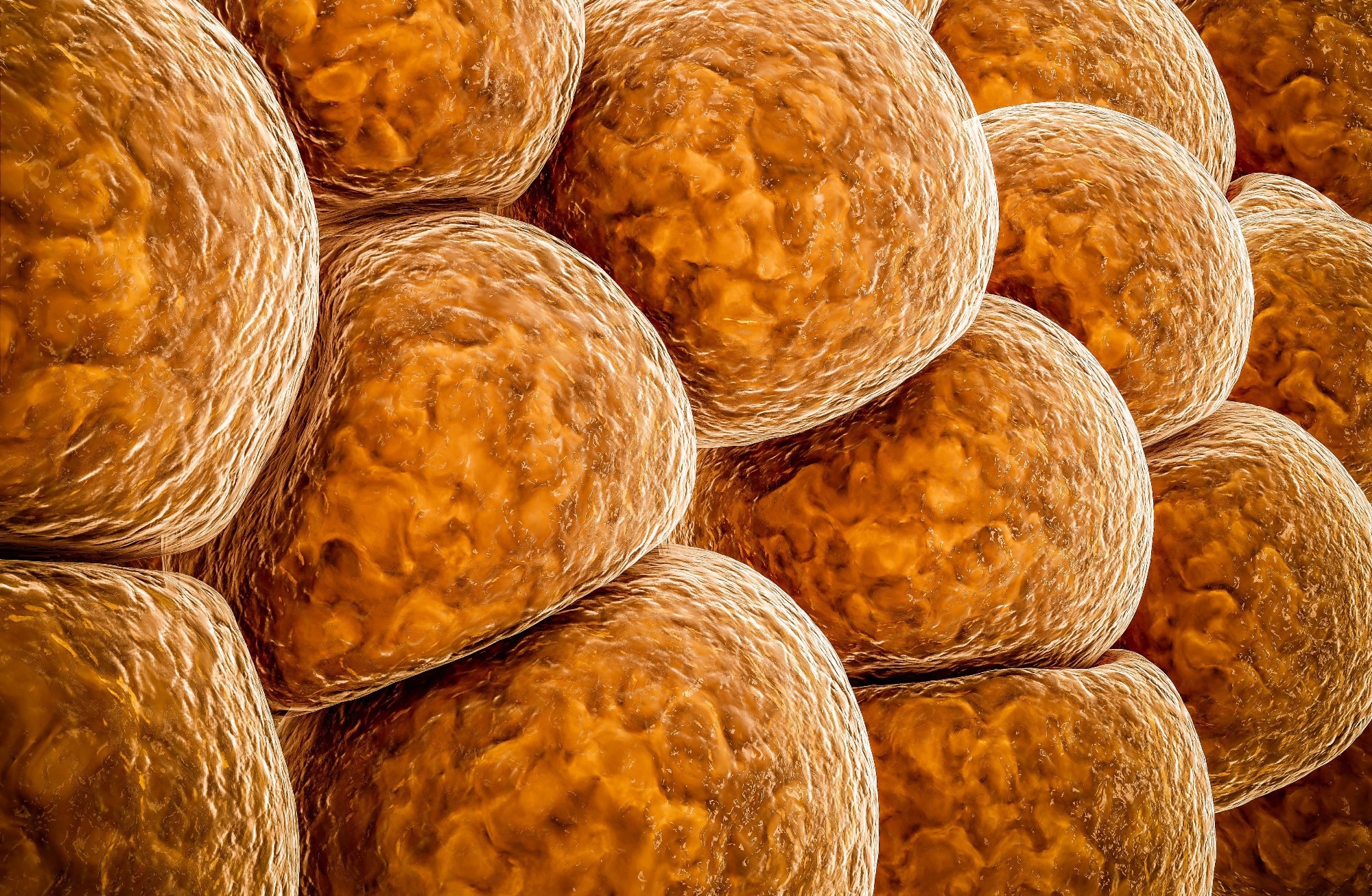 Study: Pre-fertilization-origin preservation of brown fat-mediated energy expenditure in humans. Image Credit: Victor Josan / Shutterstock