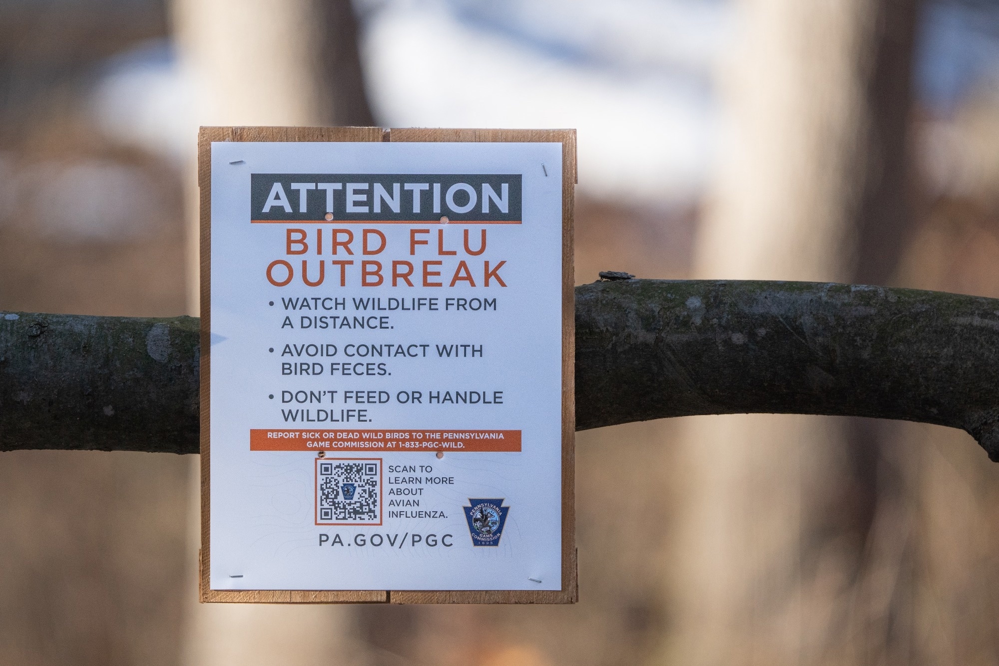 Study: Highly Pathogenic Avian Influenza A(H5N1) in Wild Birds and a Human, British Columbia, Canada, 2024. Image credit: Amy Lutz/Shutterstok.com