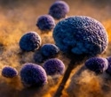 Climate models predict spread of deadly Aspergillus pathogens
