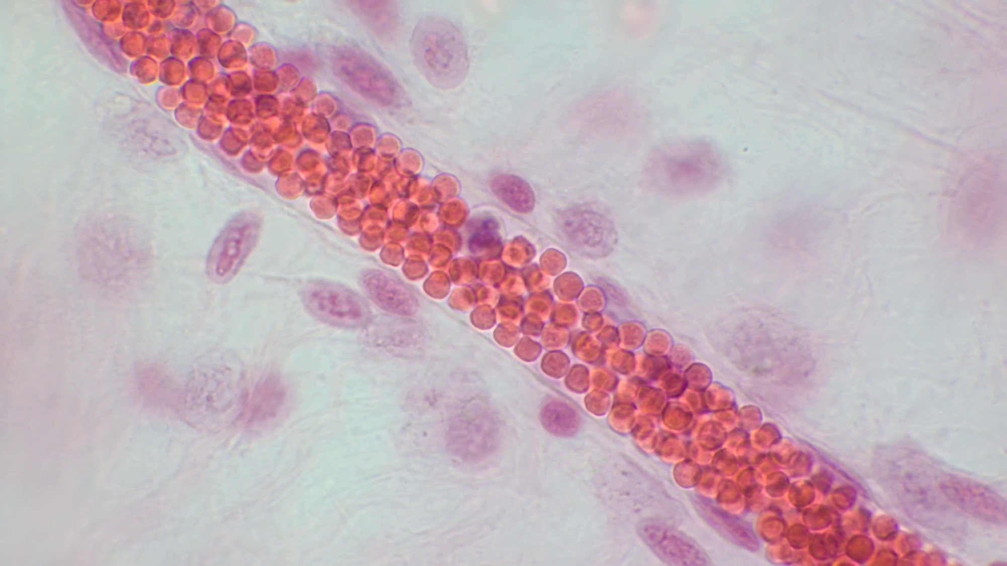 Capillary Microcirculation. Blood vessel with red blood cells, light micrograph. Haematoxylin end eosin stain