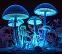 Psilocybin rewires the brain for weeks, study finds