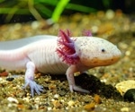 Blocking a single enzyme rewires limb regrowth in axolotls