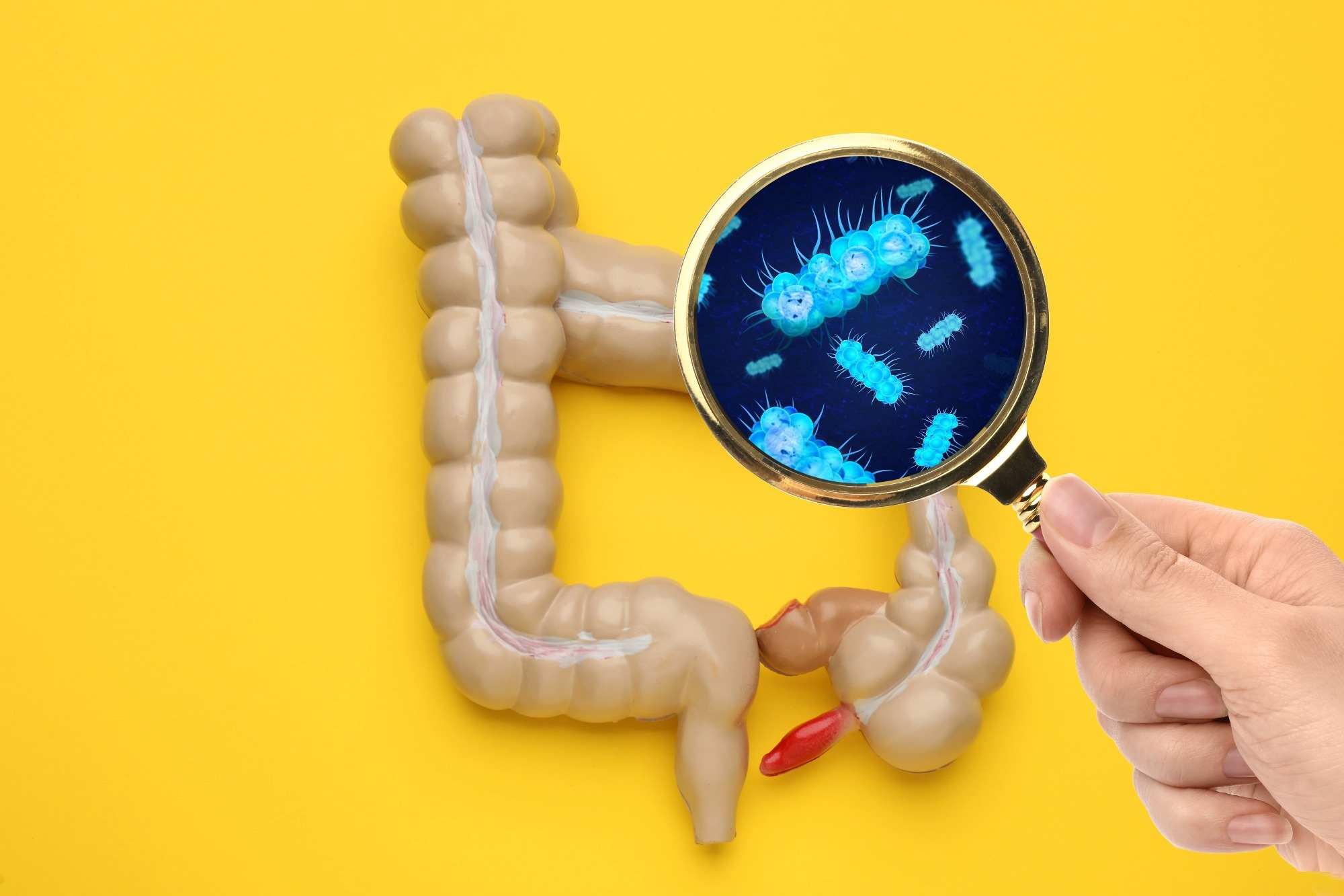 Study: Human gut bacteria bioaccumulate per- and polyfluoroalkyl substances. Image Credit: New Africa / Shutterstock