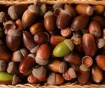 Acorn-based coffee boosts antioxidants with minimal health risk