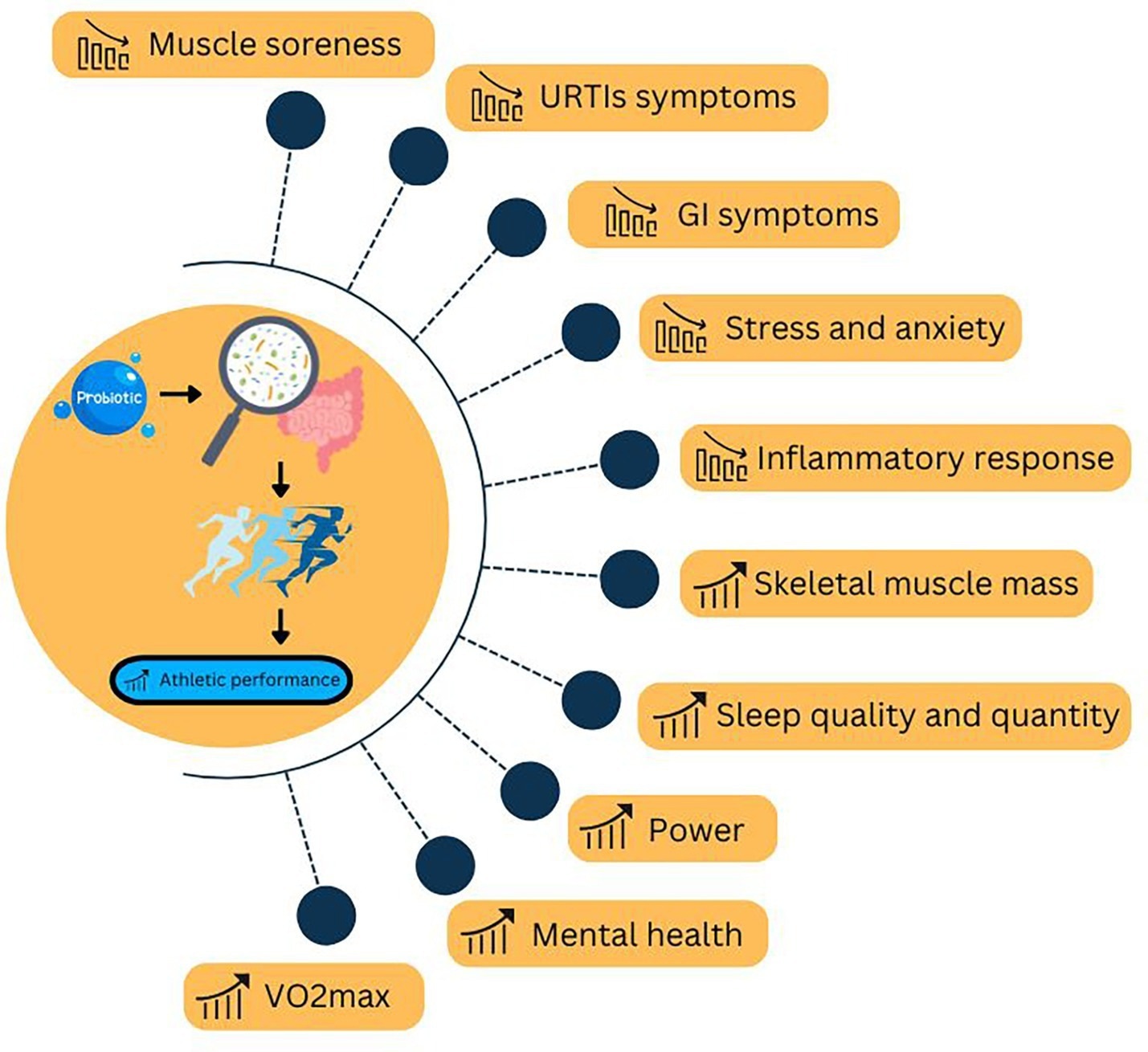 Review: Probiotic supplementation for optimizing athletic performance: current evidence and future perspectives for microbiome-based strategies