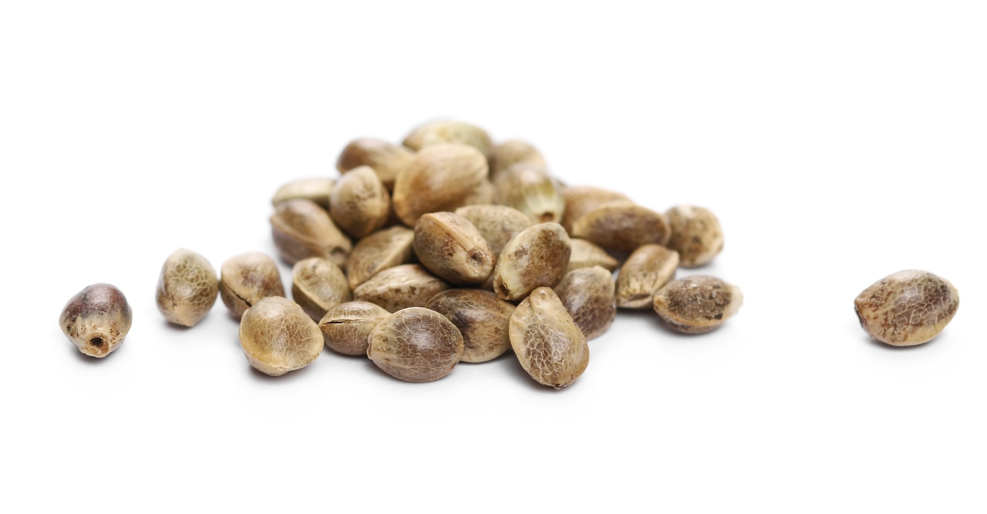 Review: Hemp seed as an emerging source of nutritious functional ingredients. Image Credit: xpixel / Shutterstock