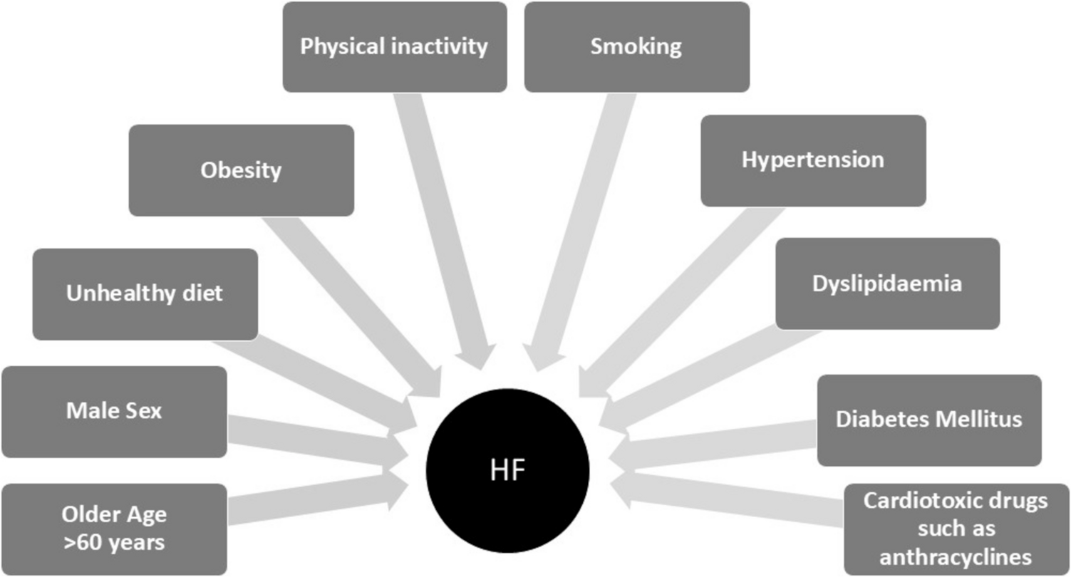 Risk factors associated with increased risk for HF (HF = heart failure) derived from McDonagh et al. (2021)