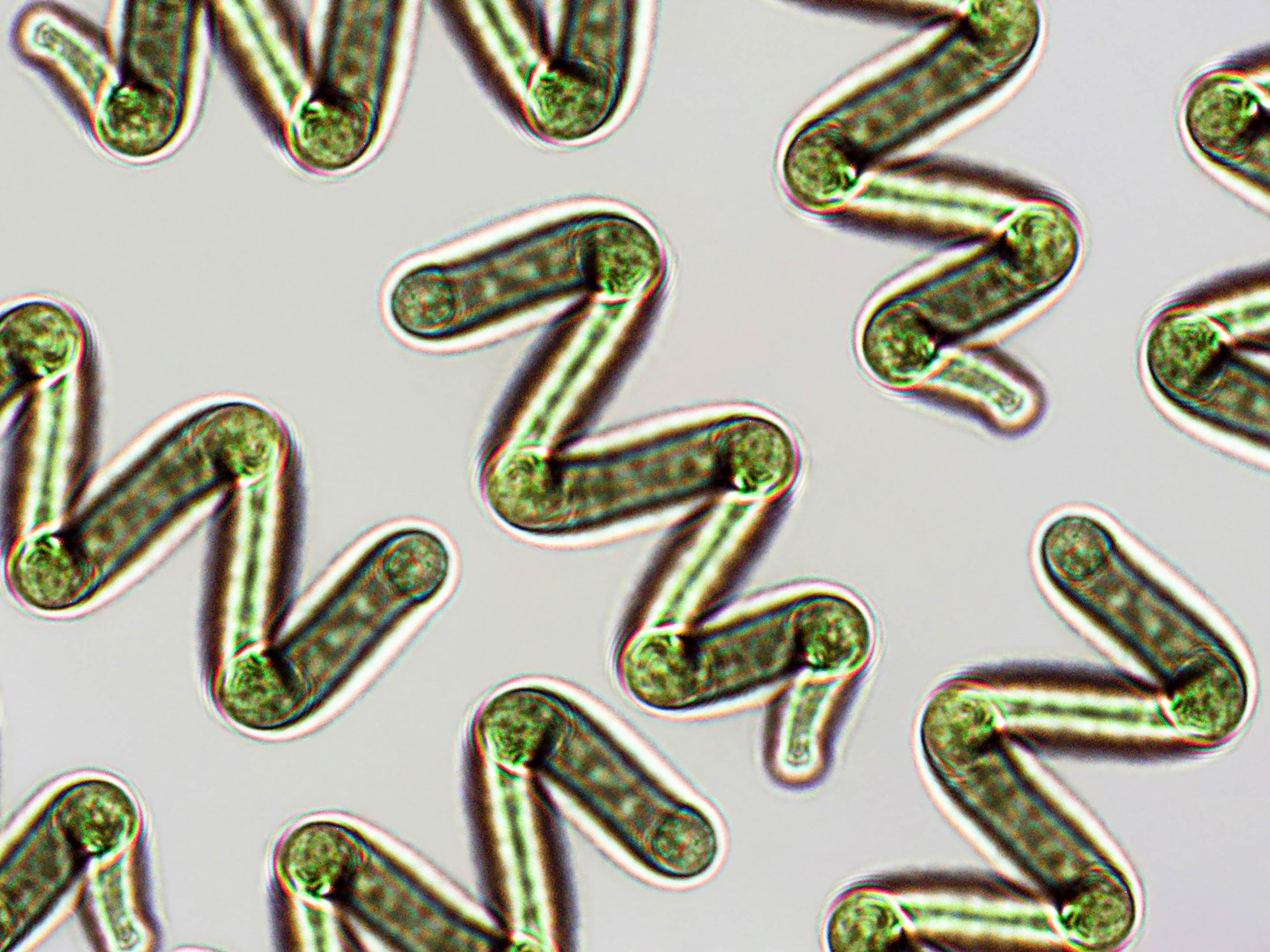 Spirulina sp. algae under microscopic view x40, cyanobacteria that can be consumed by humans and animals, cultivated worldwide, dietary supplement or whole food. Image Credit: Elif Bayraktar / Shutterstock