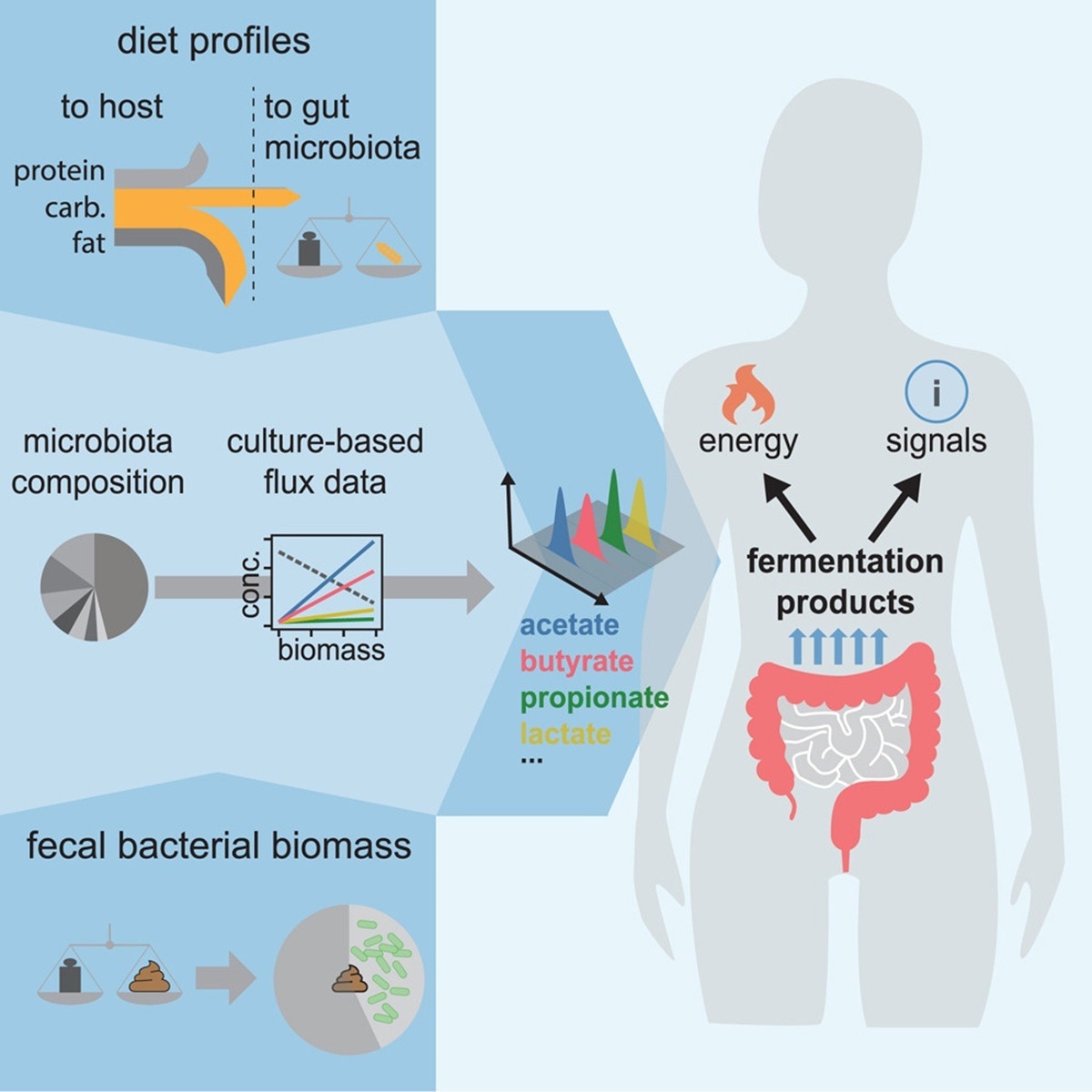 Theory: Quantifying the varying harvest of fermentation products from the human gut microbiota