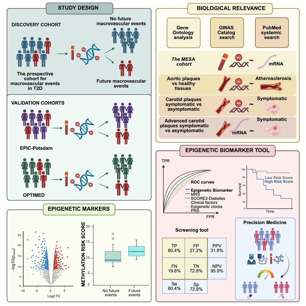 Garcı´a-Calzo´ n et al. identify a bloodbased epigenetic biomarker tool that helps predict future cardiovascular disease, which individuals with type 2 diabetes are more likely to develop. Their findings support the use of epigenetic biomarkers to improve risk stratification and guide more personalized prevention strategies in diabetes care.