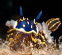 Nudibranchs (sea slugs) emerge as a promising source of cancer drugs