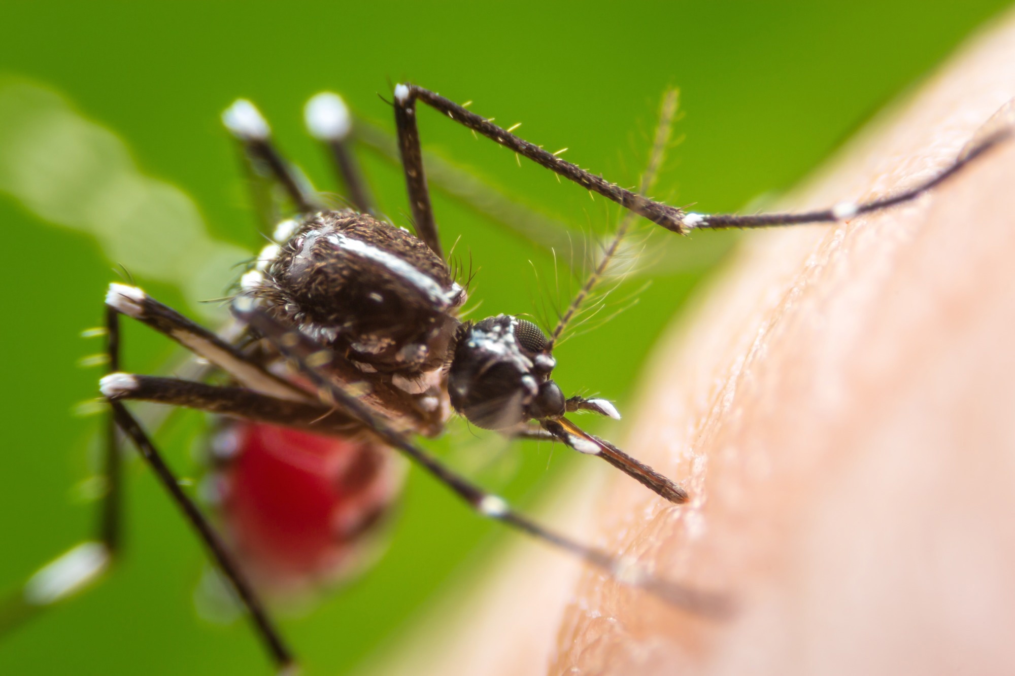 Rapid communication: Multiple early local transmissions of chikungunya virus, Mainland France, from May 2025. Image Credit: khlungcenter / Shutterstock