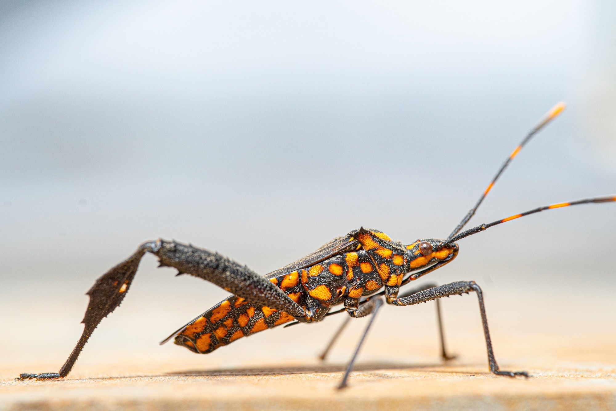 Data release: Triatomines outside the Americas: a comprehensive dataset for the global surveillance of Chagas disease vectors. Image Credit: Oktavianus Mulyadi  / Shutterstock