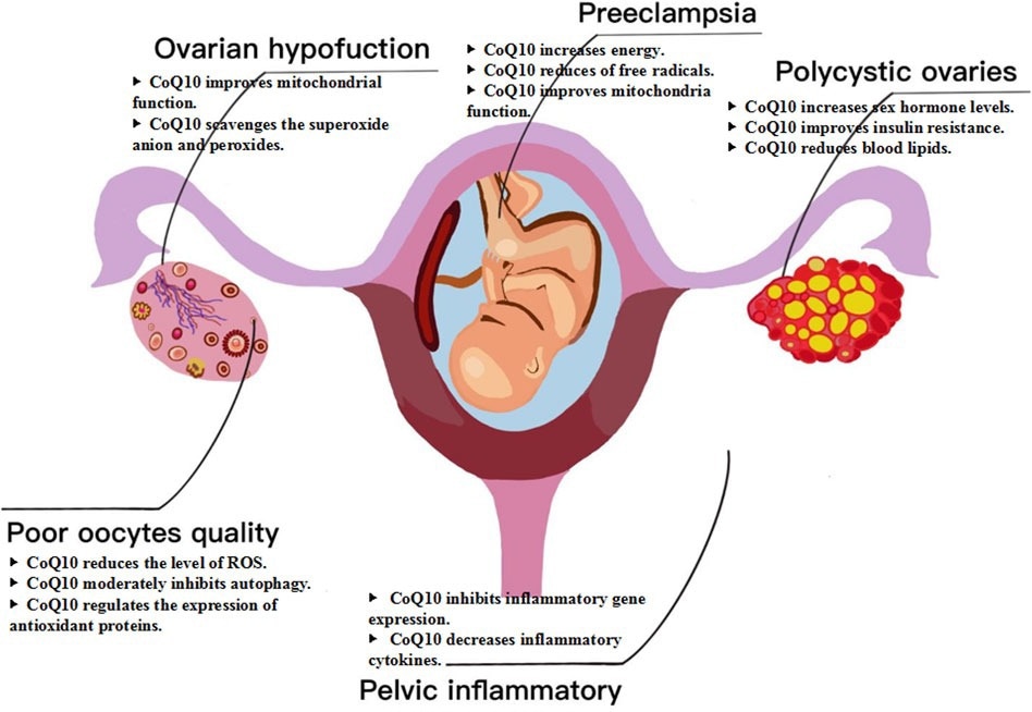 Mechanism of CoQ10 for female fertility. CoQ10 has emerged as a potential intervention for female infertility, specifically in cases related to ovarian dysfunction, poor oocyte quality, polycystic ovaries, pelvic inflammatory disease, and other factors.